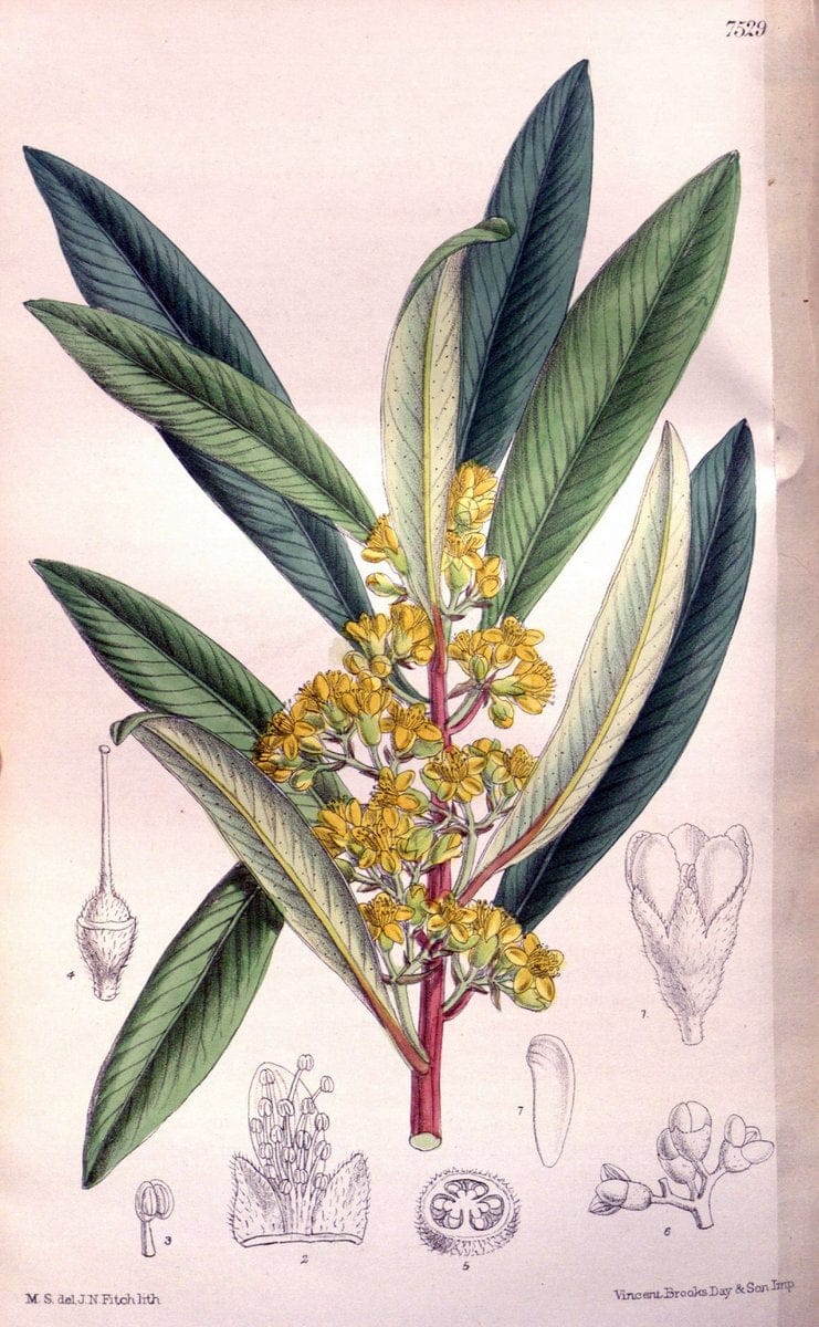 Curtis's botanical magazine. London ; New York [etc.] :Academic Press [etc.]. | "Botanical illustration" Botany Periodicals "Pictorial works" "Plants, Ornamental"  | Vintage Print Reproduction 448377