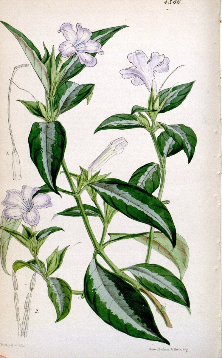Curtis's botanical magazine. London ; New York [etc.] :Academic Press [etc.]. | "Botanical illustration" Botany Periodicals "Pictorial works" "Plants, Ornamental"  | Vintage Print Reproduction 448378