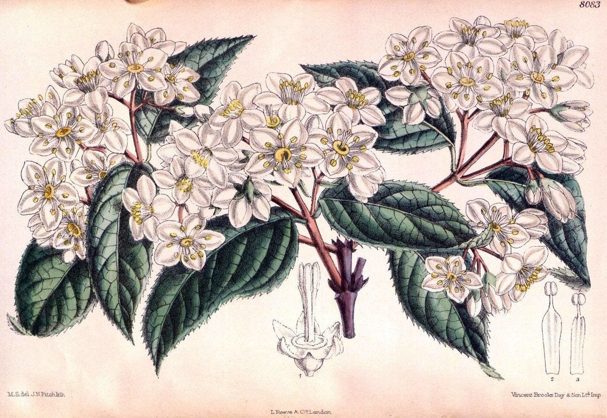 Curtis's botanical magazine. London ; New York [etc.] :Academic Press [etc.]. | "Botanical illustration" | Vintage Print Reproduction 448381