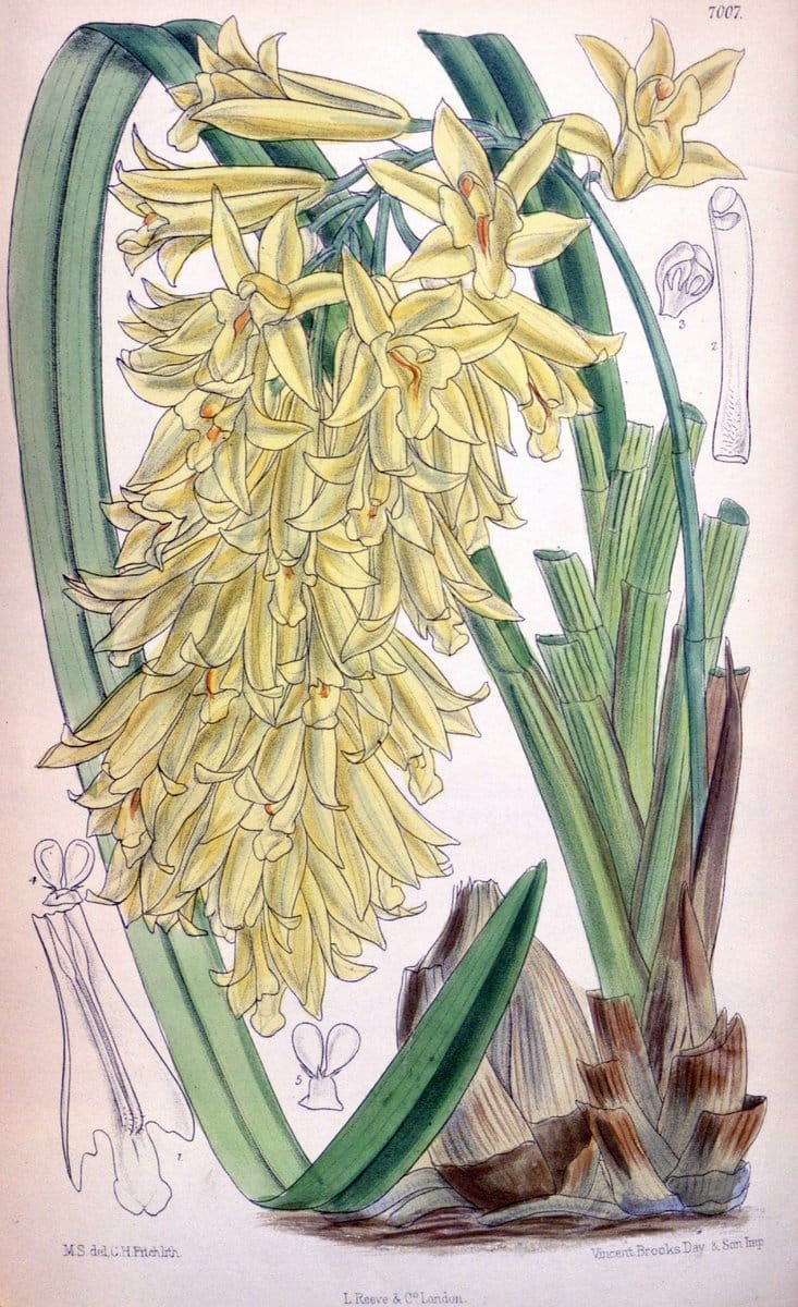 Curtis's botanical magazine. London ; New York [etc.] :Academic Press [etc.]. | "Botanical illustration" Botany Periodicals "Pictorial works" "Plants, Ornamental"  | Vintage Print Reproduction 448382