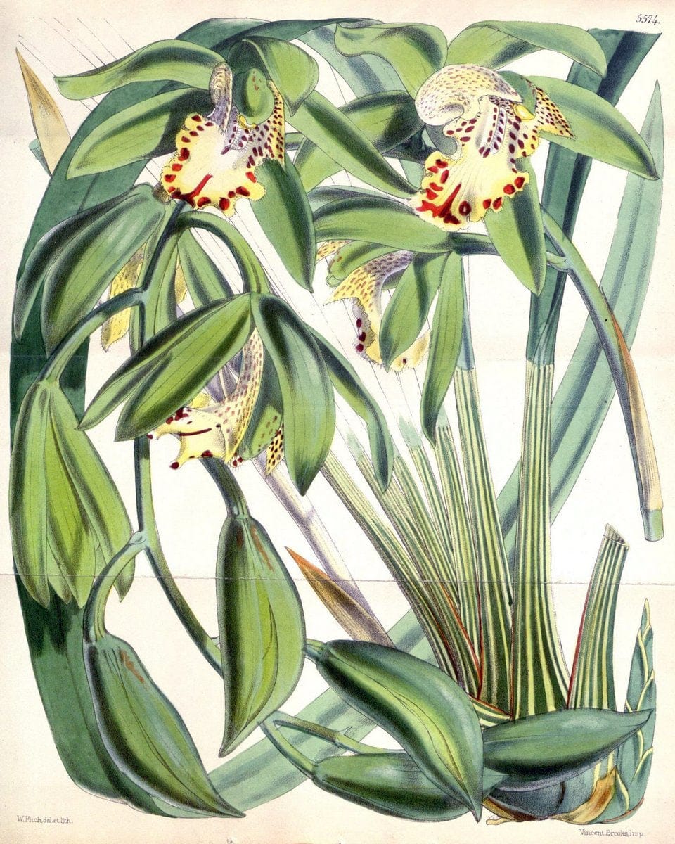 Curtis's botanical magazine. London ; New York [etc.] :Academic Press [etc.]. | "Botanical illustration" Botany Periodicals "Pictorial works" "Plants, Ornamental"  | Vintage Print Reproduction 448386
