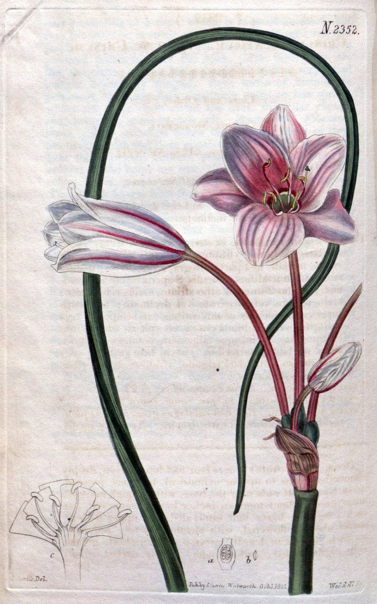 Curtis's botanical magazine. London ; New York [etc.] :Academic Press [etc.]. | "Botanical illustration" Botany Periodicals "Pictorial works" "Plants, Ornamental"  | Vintage Print Reproduction 448389