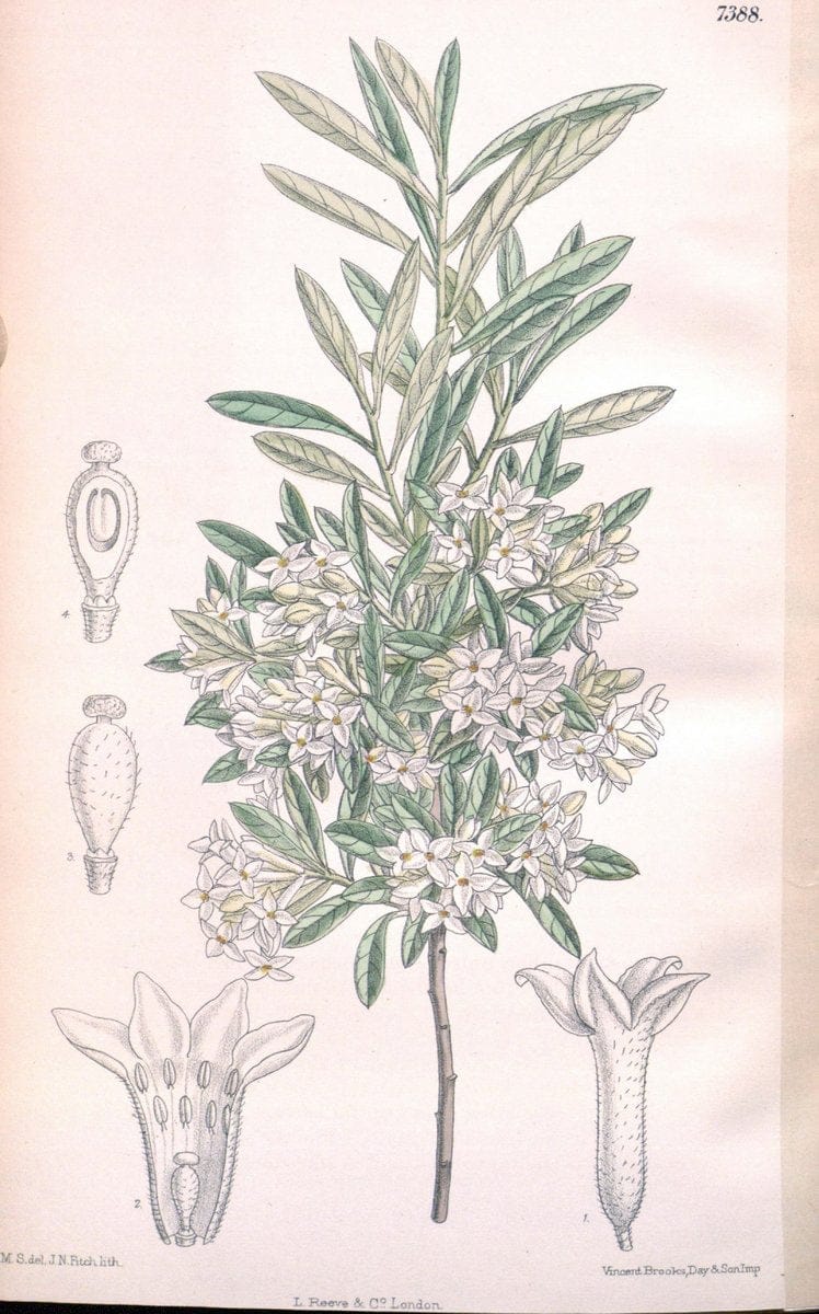 Curtis's botanical magazine. London ; New York [etc.] :Academic Press [etc.]. | "Botanical illustration" Botany Periodicals "Pictorial works" "Plants, Ornamental"  | Vintage Print Reproduction 448390