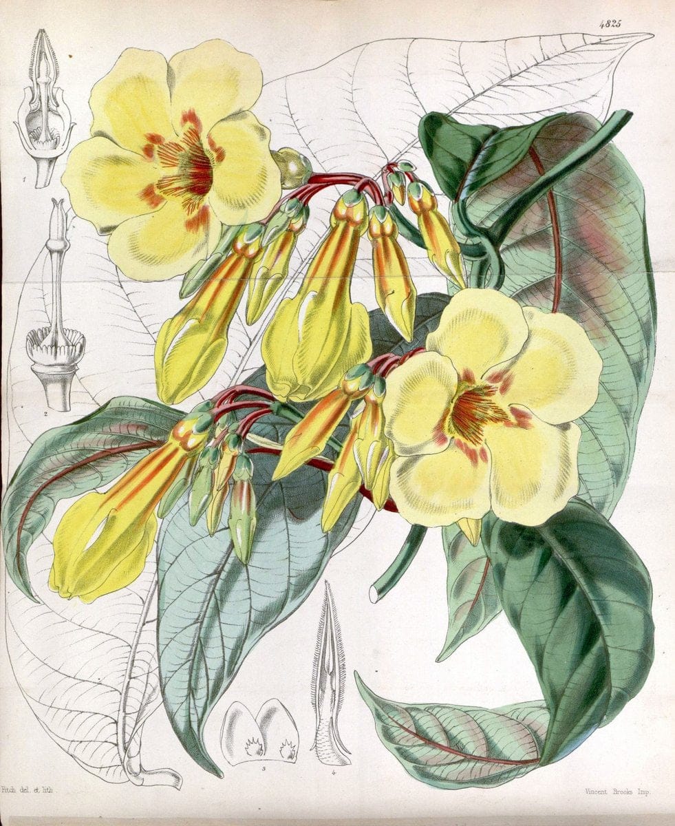 Curtis's botanical magazine. London ;New York [etc.] :Academic Press [etc.]. | Botany Periodicals "Pictorial works"  | Vintage Print Reproduction 448391