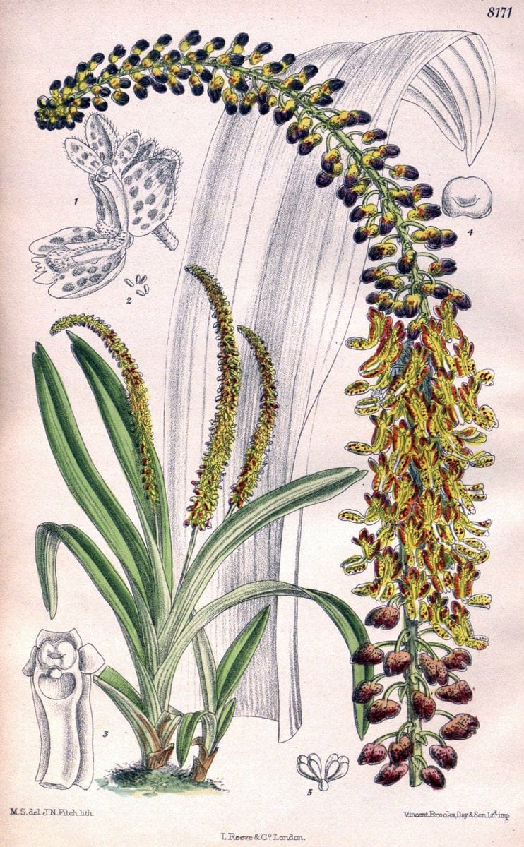 Curtis's botanical magazine. London ;New York [etc.] :Academic Press [etc.]. | Botany Periodicals "Pictorial works"  | Vintage Print Reproduction 448396