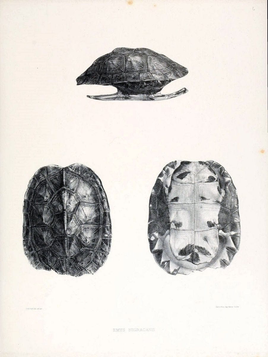 Catalogue of shield reptiles in the collection of the British Museum /.London :Printed by order of the Trustees,1855-1872.  | Vintage Print Reproduction 448398