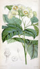 Curtis's botanical magazine. London ;New York [etc.] :Academic Press [etc.]. | Botany Periodicals "Pictorial works"  | Vintage Print Reproduction 448834