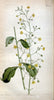 Curtis's botanical magazine. London ; New York [etc.] :Academic Press [etc.]. | "Botanical illustration" Botany Periodicals "Pictorial works" "Plants, Ornamental"  | Vintage Print Reproduction 449192