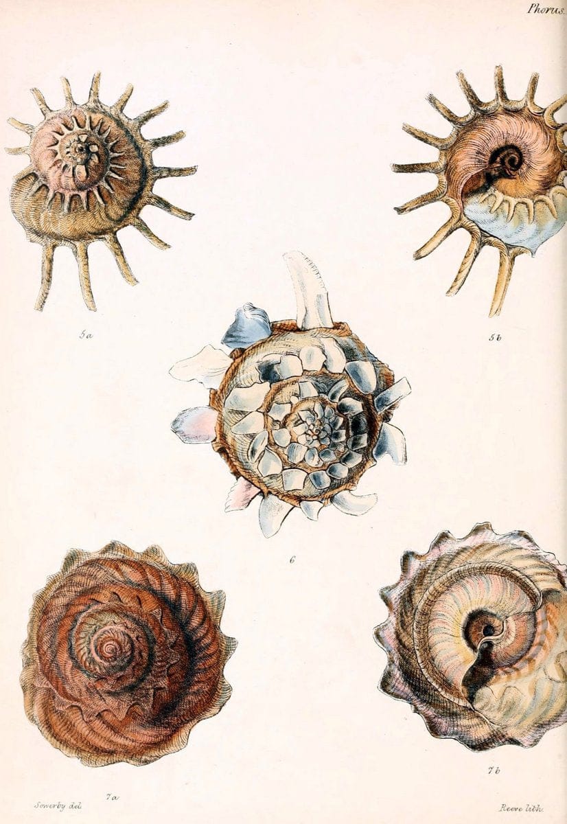 Conchologia iconica, or, Illustrations of the shells of molluscous ani ...