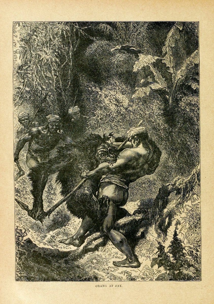 Cassell's natural history. London [etc]Cassell & Company, Limited,1896.  | "Animal behavior" Animals Nomenclature  | Vintage Print Reproduction 450359