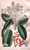 Curtis's botanical magazine. London ; New York [etc.] :Academic Press [etc.]. | "Botanical illustration" Botany Periodicals "Pictorial works" "Plants, Ornamental"  | Vintage Print Reproduction 450404