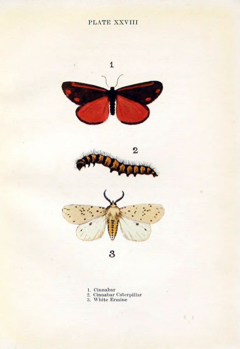 Butterflies and moths,.London & Edinburgh,T.C. & E.C. Jack[1910]. | Butterflies Moths "Cornell University Library" | Vintage Print Reproduction 450424