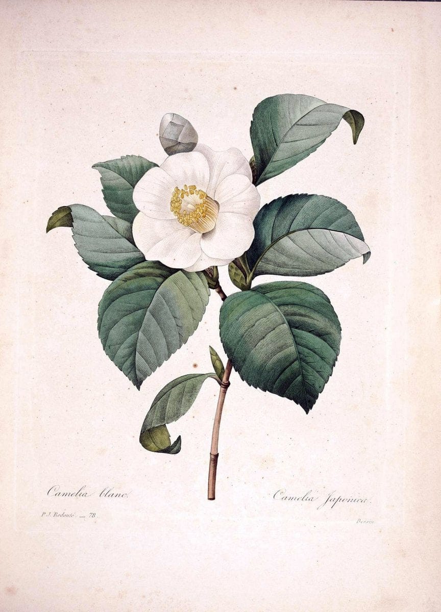 Choix des plus belles fleurs :.Paris :Ernest Panckoucke,[1833].  | 1833 Botany France Icones "Pictorial works"  | Vintage Print Reproduction 450774