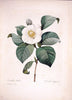 Choix des plus belles fleurs :.Paris :Ernest Panckoucke,[1833].  | 1833 Botany France Icones "Pictorial works"  | Vintage Print Reproduction 450774
