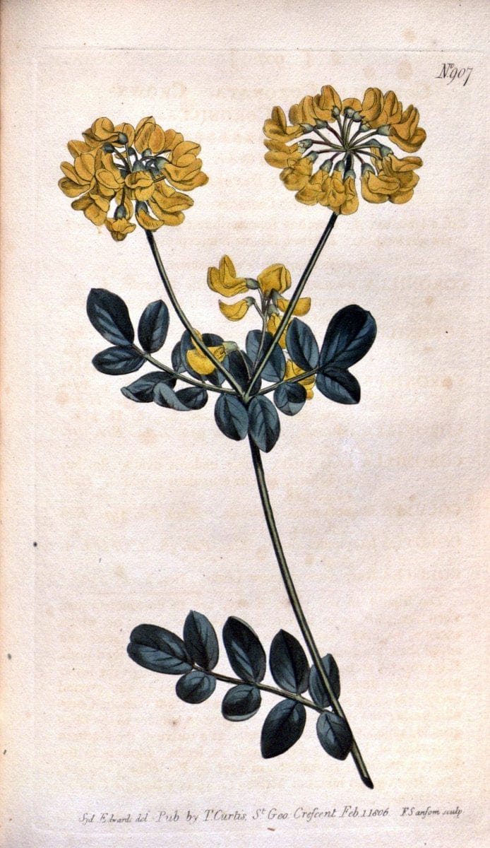 Curtis's botanical magazine. London ;New York [etc.] :Academic Press [etc.]. | Botany Periodicals "Pictorial works"  | Vintage Print Reproduction 451621