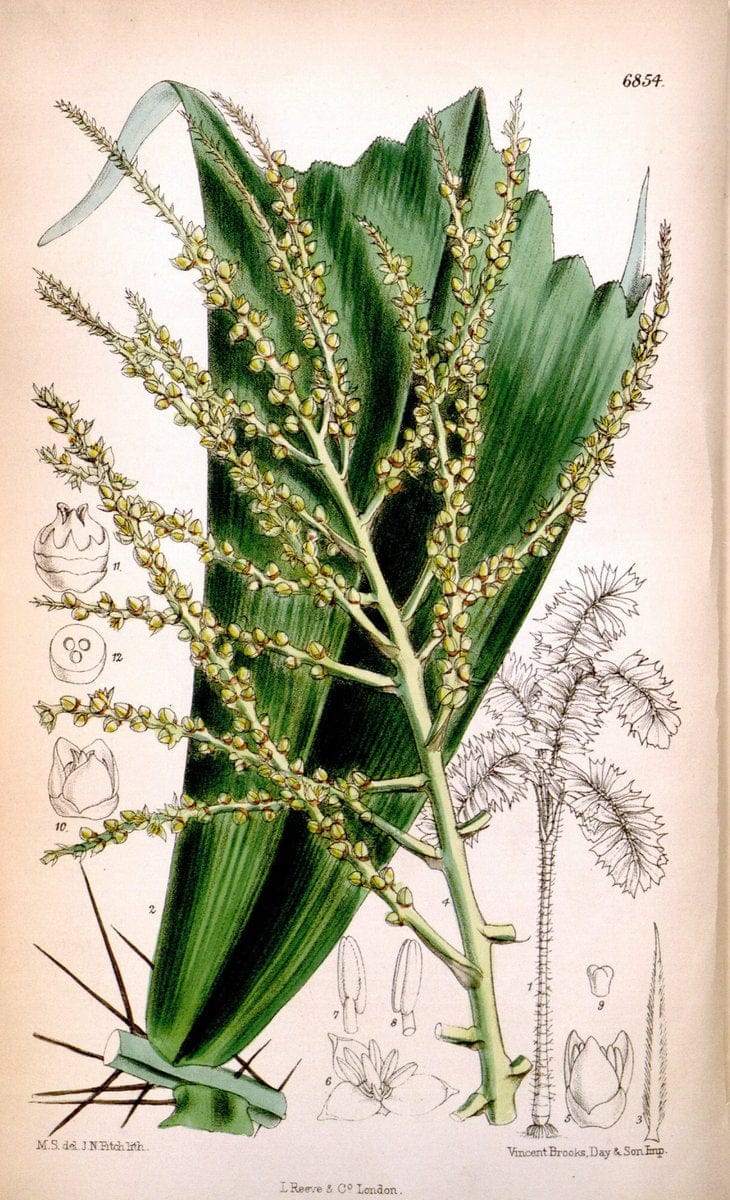 Curtis's botanical magazine. London ; New York [etc.] :Academic Press [etc.]. | "Botanical illustration" Botany Periodicals "Pictorial works" "Plants, Ornamental"  | Vintage Print Reproduction 451628