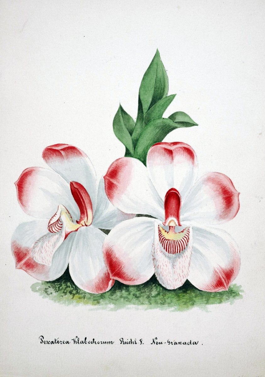 Collection d'orchideÃŒÂes.[S.l. :s.n.,18--]. | "Botanical illustration" Orchidaceae "Orchidaceae in art" "Pictorial works"  | Vintage Print Reproduction 451630