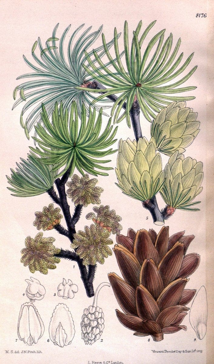 Curtis's botanical magazine. London ; New York [etc.] :Academic Press [etc.]. | "Botanical illustration" Botany Periodicals "Pictorial works" "Plants, Ornamental"  | Vintage Print Reproduction 451632