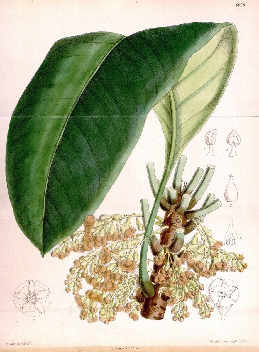 Curtis's botanical magazine. London ; New York [etc.] :Academic Press [etc.]. | "Botanical illustration" Botany Periodicals "Pictorial works" "Plants, Ornamental"  | Vintage Print Reproduction 451633