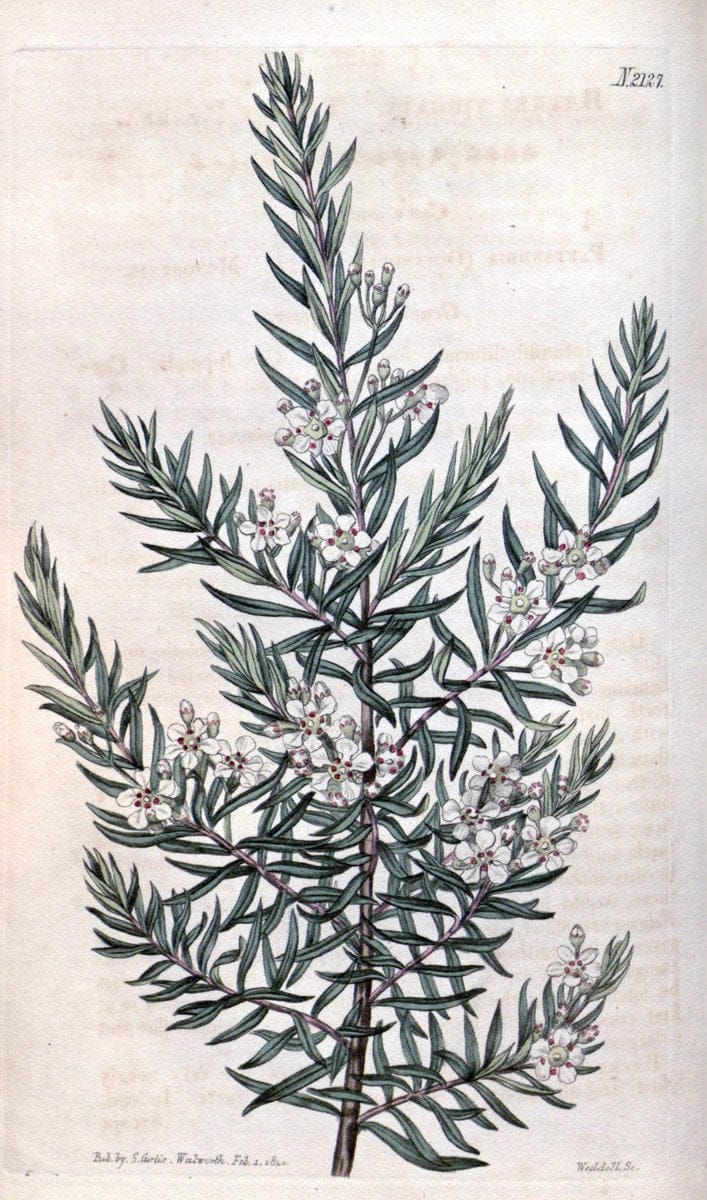Curtis's botanical magazine. London ; New York [etc.] :Academic Press [etc.]. | "Botanical illustration" Botany Periodicals "Pictorial works" "Plants, Ornamental"  | Vintage Print Reproduction 451634