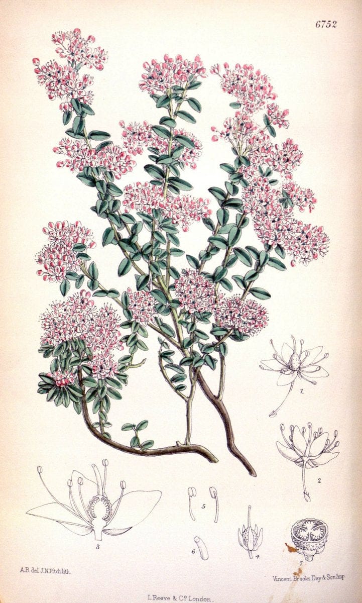 Curtis's botanical magazine. London ; New York [etc.] :Academic Press [etc.]. | "Botanical illustration" Botany Periodicals "Pictorial works" "Plants, Ornamental"  | Vintage Print Reproduction 451635