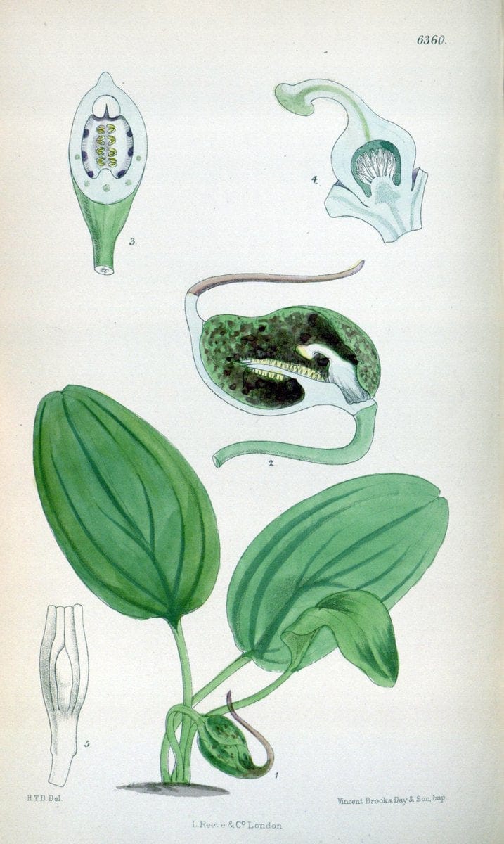 Curtis's botanical magazine. London ; New York [etc.] :Academic Press [etc.]. | "Botanical illustration" Botany Periodicals "Pictorial works" "Plants, Ornamental"  | Vintage Print Reproduction 451636