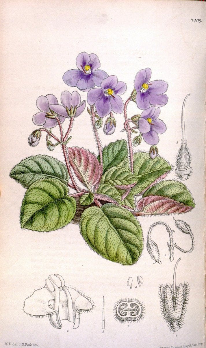 Curtis's botanical magazine. London ; New York [etc.] :Academic Press [etc.]. | "Botanical illustration" Botany Periodicals "Pictorial works" "Plants, Ornamental"  | Vintage Print Reproduction 451637