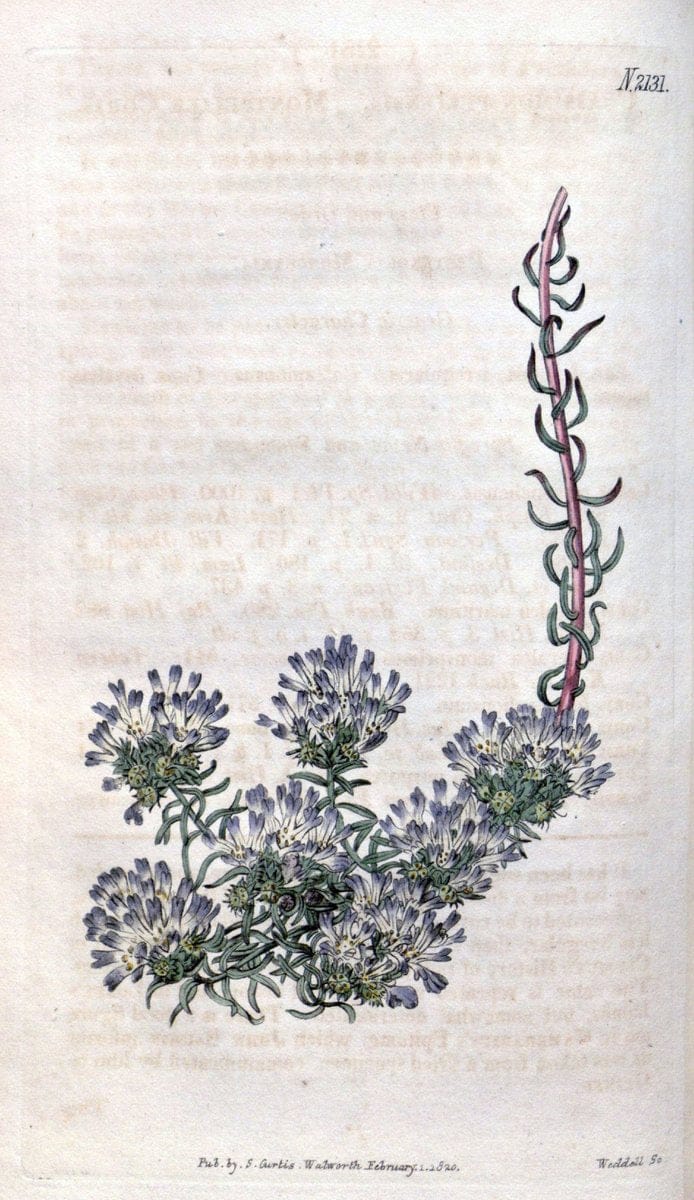 Curtis's botanical magazine. London ; New York [etc.] :Academic Press [etc.]. | "Botanical illustration" Botany Periodicals "Pictorial works" "Plants, Ornamental"  | Vintage Print Reproduction 451638
