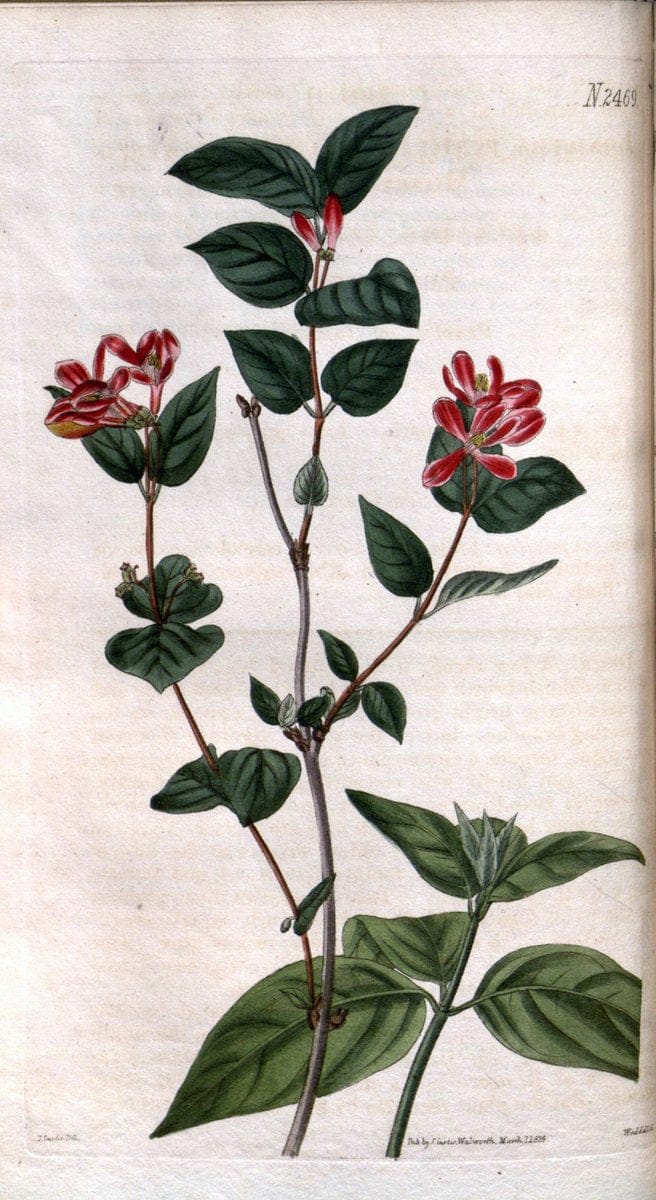 Curtis's botanical magazine. London ; New York [etc.] :Academic Press [etc.]. | "Botanical illustration" Botany Periodicals "Pictorial works" "Plants, Ornamental"  | Vintage Print Reproduction 451639