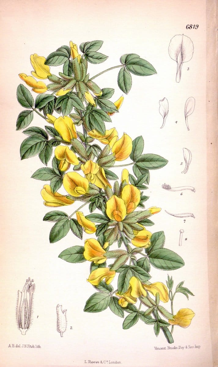 Curtis's botanical magazine. London ; New York [etc.] :Academic Press [etc.]. | "Botanical illustration" Botany Periodicals "Pictorial works" "Plants, Ornamental"  | Vintage Print Reproduction 451640