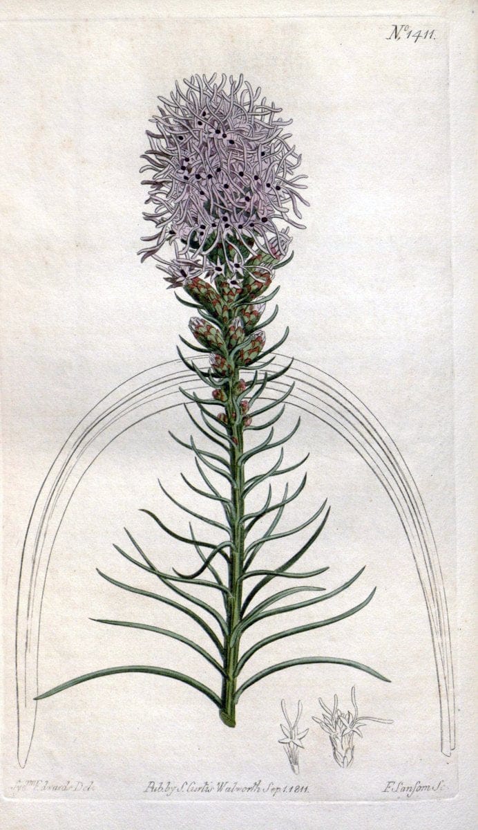 Curtis's botanical magazine. London ; New York [etc.] :Academic Press [etc.]. | "Botanical illustration" Botany Periodicals "Pictorial works" "Plants, Ornamental"  | Vintage Print Reproduction 451641