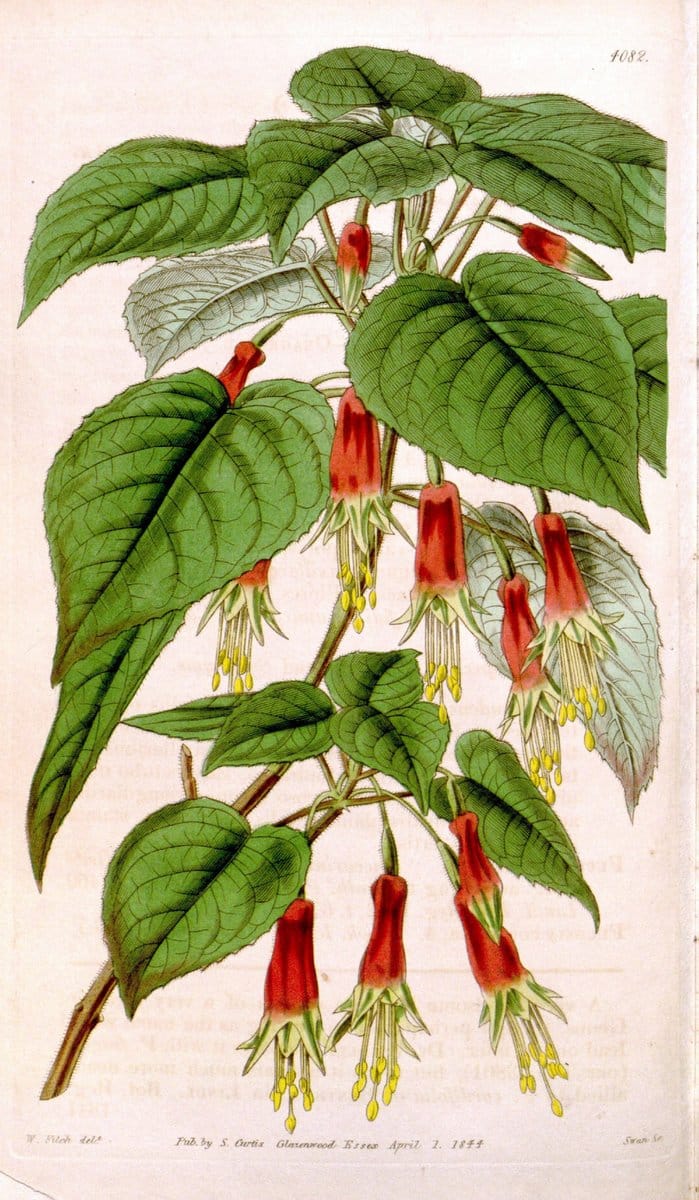 Curtis's botanical magazine. London ; New York [etc.] :Academic Press [etc.]. | "Botanical illustration" Botany Periodicals "Pictorial works" "Plants, Ornamental"  | Vintage Print Reproduction 451642