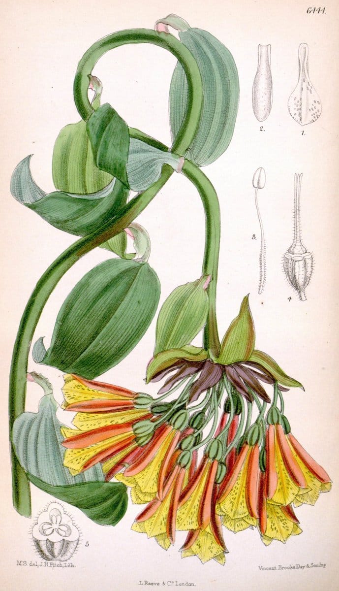 Curtis's botanical magazine. London ; New York [etc.] :Academic Press [etc.]. | "Botanical illustration" Botany Periodicals "Pictorial works" "Plants, Ornamental"  | Vintage Print Reproduction 451644