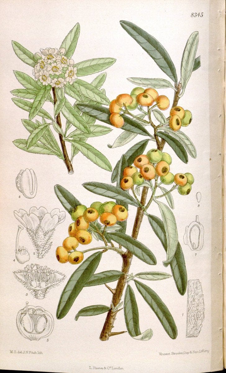 Curtis's botanical magazine. London ; New York [etc.] :Academic Press [etc.]. | "Botanical illustration" Botany Periodicals "Pictorial works" "Plants, Ornamental"  | Vintage Print Reproduction 451648