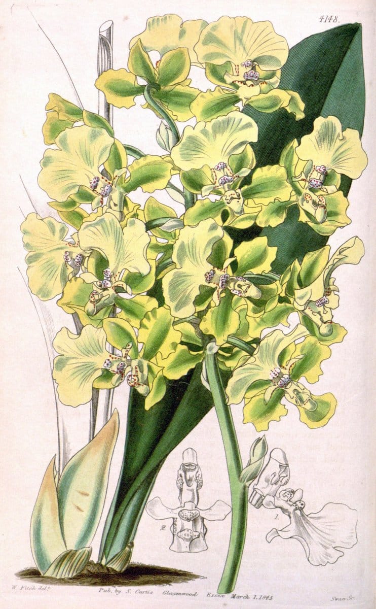 Curtis's botanical magazine. London ; New York [etc.] :Academic Press [etc.]. | "Botanical illustration" Botany Periodicals "Pictorial works" "Plants, Ornamental"  | Vintage Print Reproduction 451667
