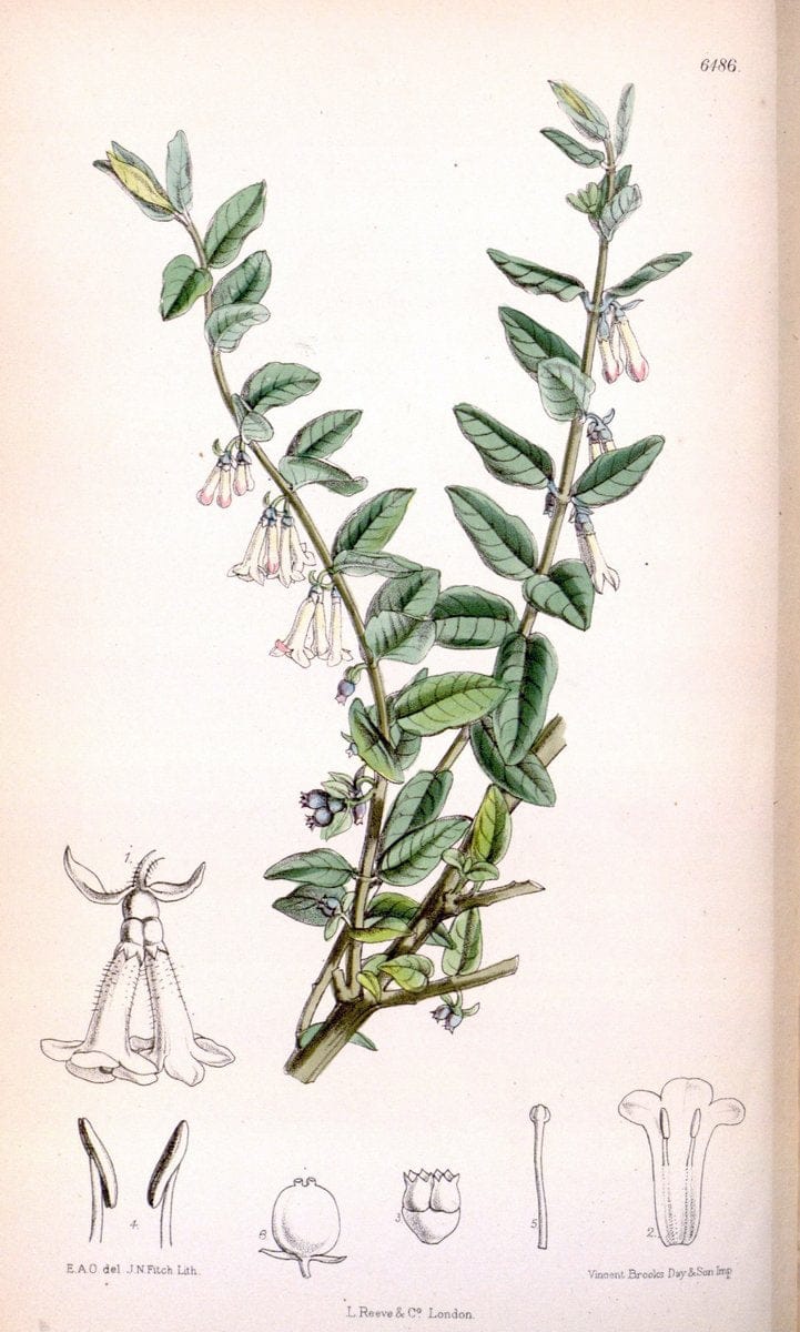 Curtis's botanical magazine. London ; New York [etc.] :Academic Press [etc.]. | "Botanical illustration" Botany Periodicals "Pictorial works" "Plants, Ornamental"  | Vintage Print Reproduction 451668