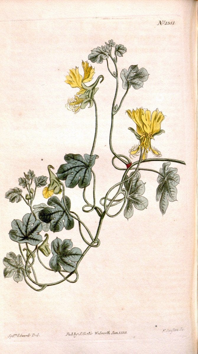 Curtis's botanical magazine. London ; New York [etc.] :Academic Press [etc.]. | "Botanical illustration" Botany Periodicals "Pictorial works" "Plants, Ornamental"  | Vintage Print Reproduction 451669