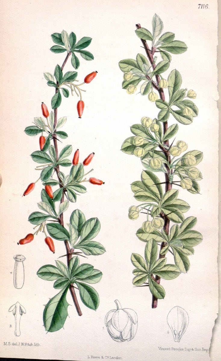 Curtis's botanical magazine. London ; New York [etc.] :Academic Press [etc.]. | "Botanical illustration" Botany Periodicals "Pictorial works" "Plants, Ornamental"  | Vintage Print Reproduction 451670