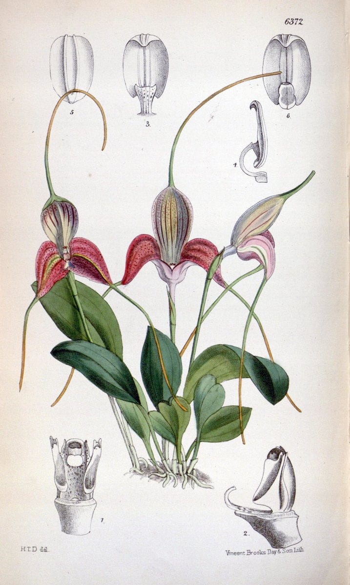 Curtis's botanical magazine. London ; New York [etc.] :Academic Press [etc.]. | "Botanical illustration" Botany Periodicals "Pictorial works" "Plants, Ornamental"  | Vintage Print Reproduction 451671