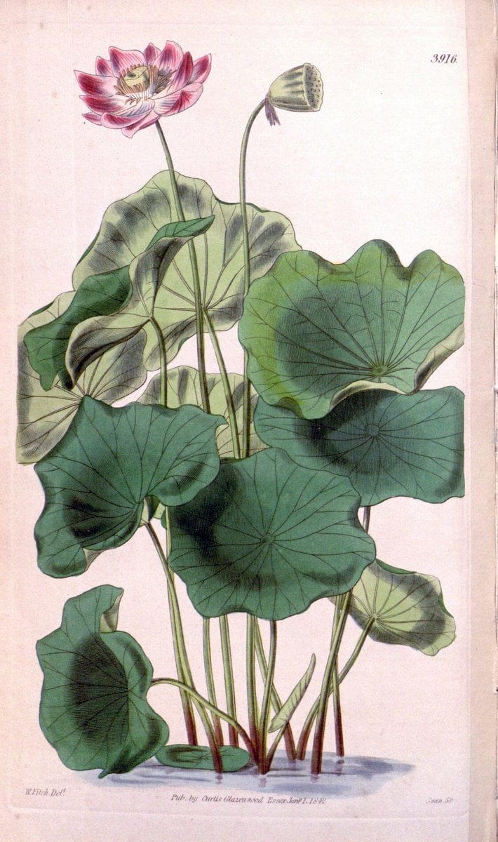 Curtis's botanical magazine. London ; New York [etc.] :Academic Press [etc.]. | "Botanical illustration" Botany Periodicals "Pictorial works" "Plants, Ornamental"  | Vintage Print Reproduction 451672