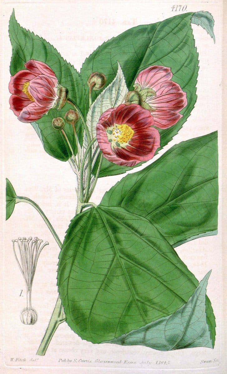 Curtis's botanical magazine. London ; New York [etc.] :Academic Press [etc.]. | "Botanical illustration" Botany Periodicals "Pictorial works" "Plants, Ornamental"  | Vintage Print Reproduction 451673