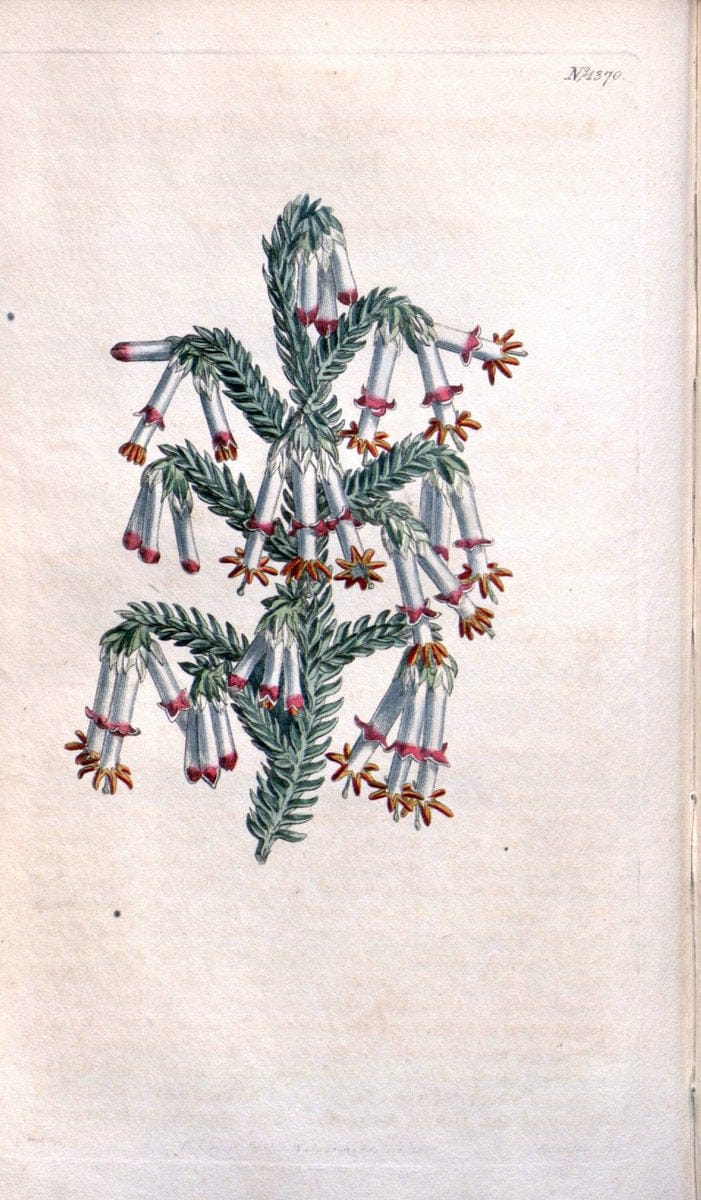 Curtis's botanical magazine. London ; New York [etc.] :Academic Press [etc.]. | "Botanical illustration" Botany Periodicals "Pictorial works" "Plants, Ornamental"  | Vintage Print Reproduction 451674