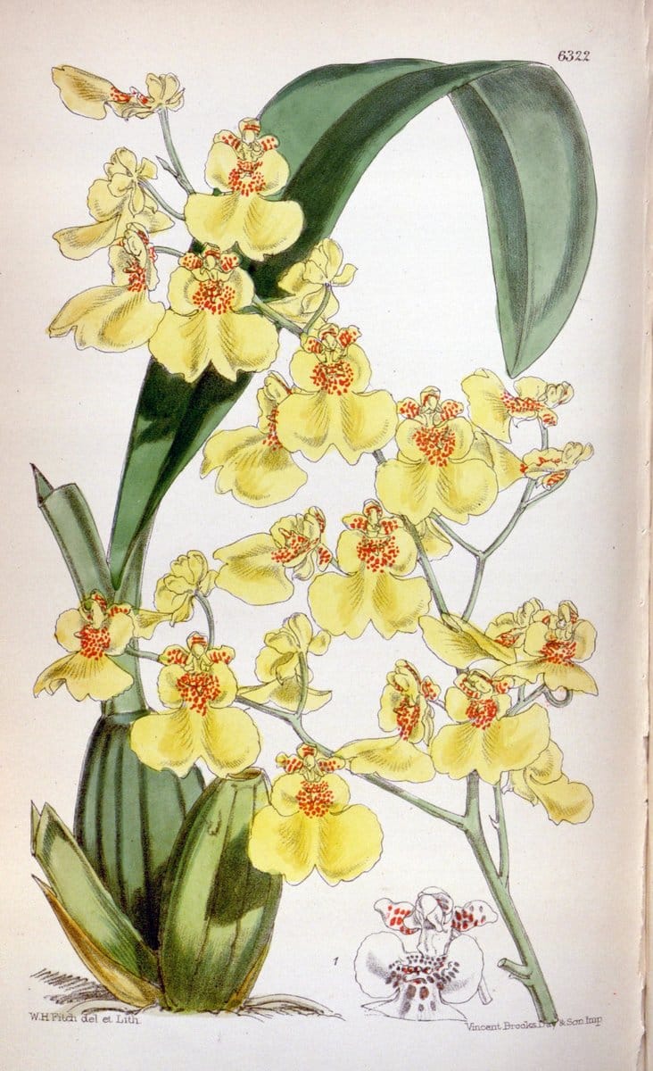 Curtis's botanical magazine. London ; New York [etc.] :Academic Press [etc.]. | "Botanical illustration" Botany Periodicals "Pictorial works" "Plants, Ornamental"  | Vintage Print Reproduction 451675