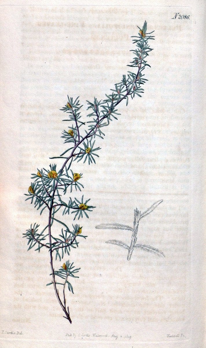 Curtis's botanical magazine. London ; New York [etc.] :Academic Press [etc.]. | "Botanical illustration" Botany Periodicals "Pictorial works" "Plants, Ornamental"  | Vintage Print Reproduction 451676