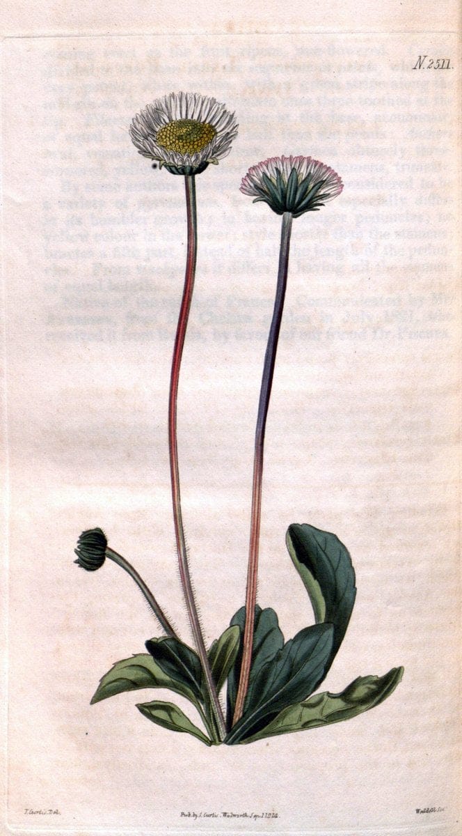 Curtis's botanical magazine. London ; New York [etc.] :Academic Press [etc.]. | "Botanical illustration" Botany Periodicals "Pictorial works" "Plants, Ornamental"  | Vintage Print Reproduction 451677