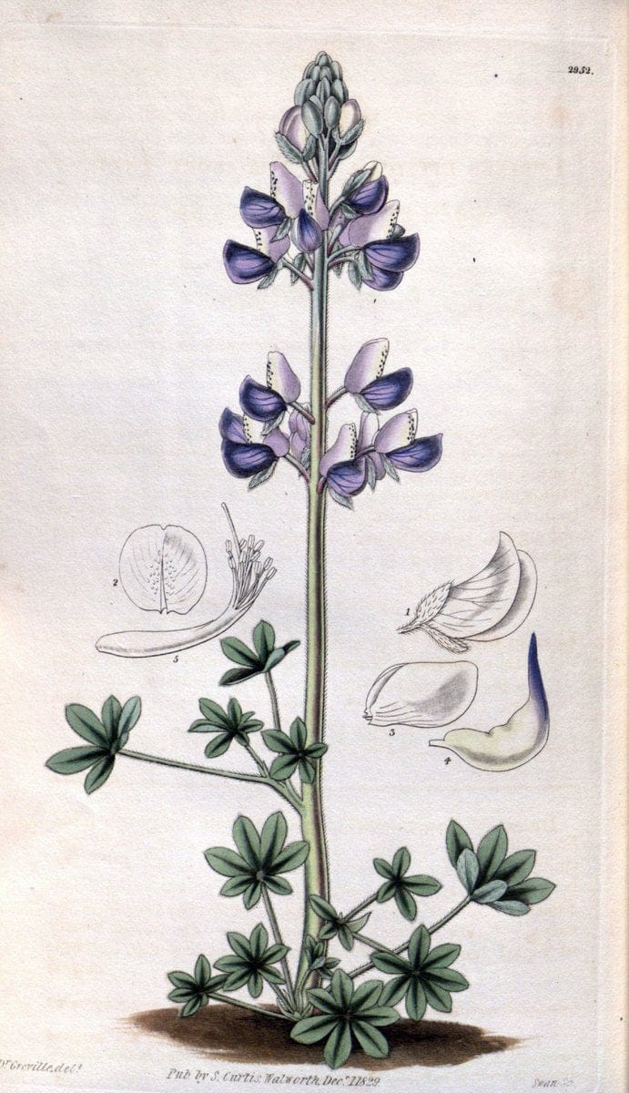 Curtis's botanical magazine. London ; New York [etc.] :Academic Press [etc.]. | "Botanical illustration" Botany Periodicals "Pictorial works" "Plants, Ornamental"  | Vintage Print Reproduction 451678
