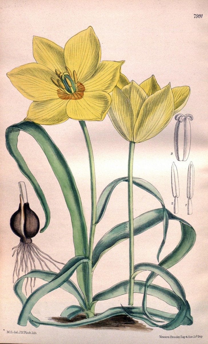 Curtis's botanical magazine. London ; New York [etc.] :Academic Press [etc.]. | "Botanical illustration" Botany Periodicals "Pictorial works" "Plants, Ornamental"  | Vintage Print Reproduction 451679