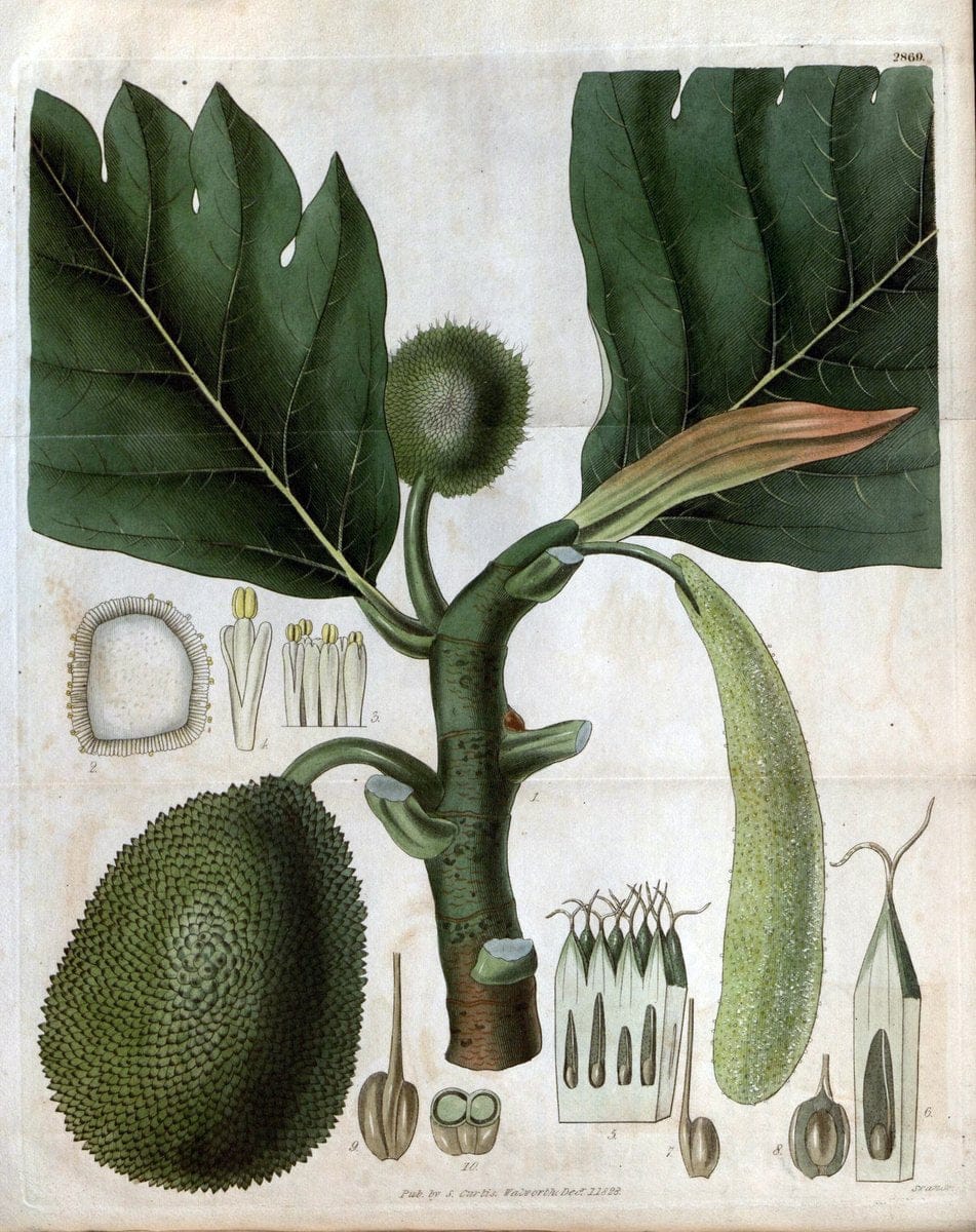 Curtis's botanical magazine. London ; New York [etc.] :Academic Press [etc.]. | "Botanical illustration" Botany Periodicals "Pictorial works" "Plants, Ornamental"  | Vintage Print Reproduction 451680