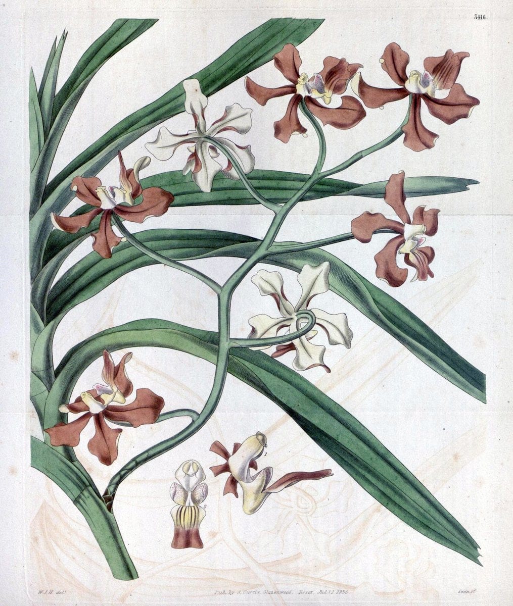 Curtis's botanical magazine. London ;New York [etc.] :Academic Press [etc.]. | Botany Periodicals "Pictorial works"  | Vintage Print Reproduction 451681