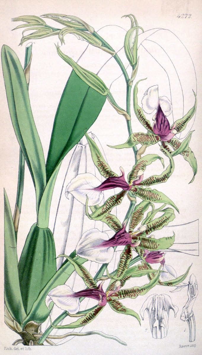 Curtis's botanical magazine. London ;New York [etc.] :Academic Press [etc.]. | Botany Periodicals "Pictorial works"  | Vintage Print Reproduction 451682